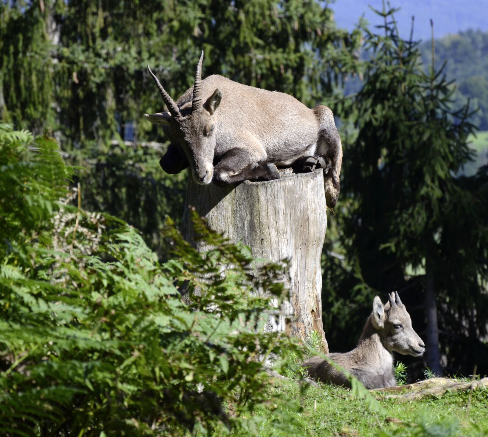 Nikon D5100 sample photo. Capricorn, capricorn baby, forest photography