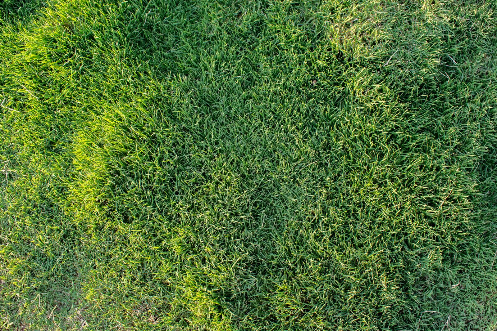 Nikon D7200 sample photo. Grass, lawn, greens photography