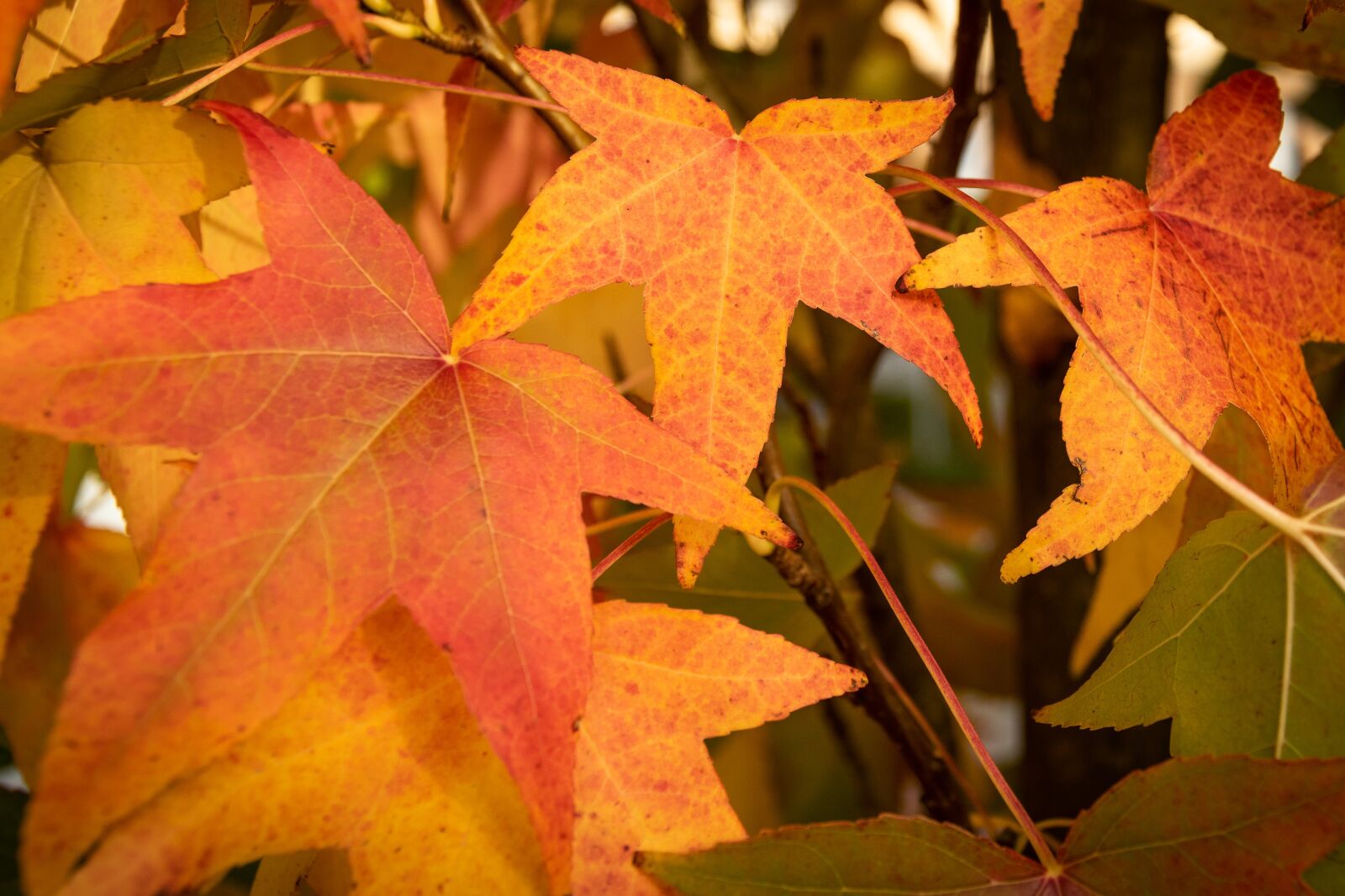 Nikon D5300 sample photo. Autumn, leaves, fall foliage photography