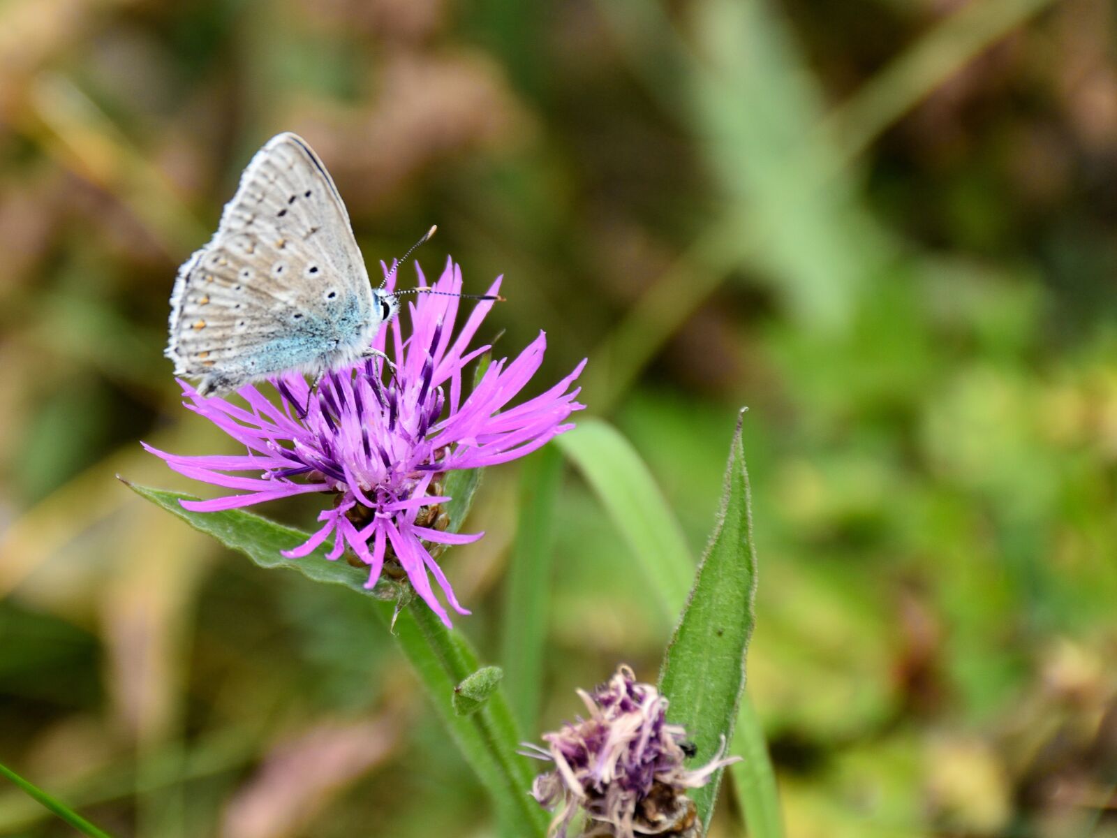 Nikon D5500 sample photo. Butterfly, blossom, bloom photography