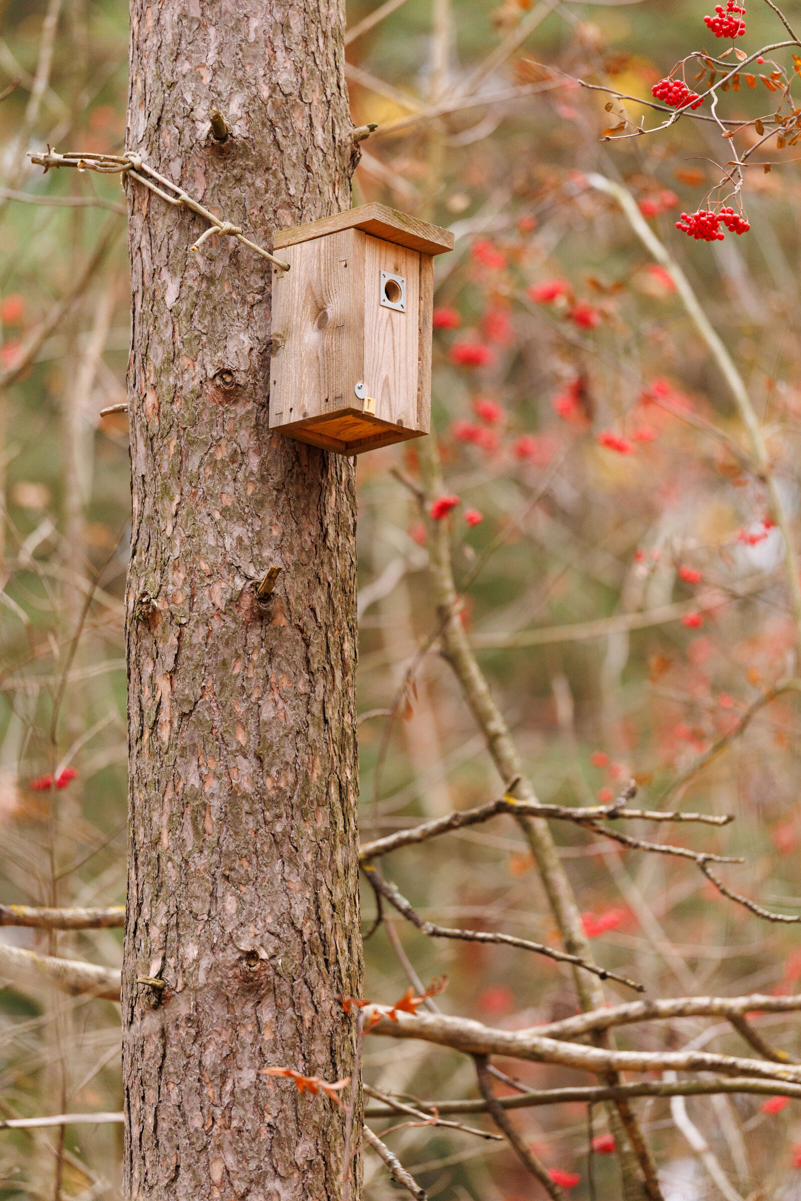 Canon EOS R1 sample photo. Birdhouse tree photography
