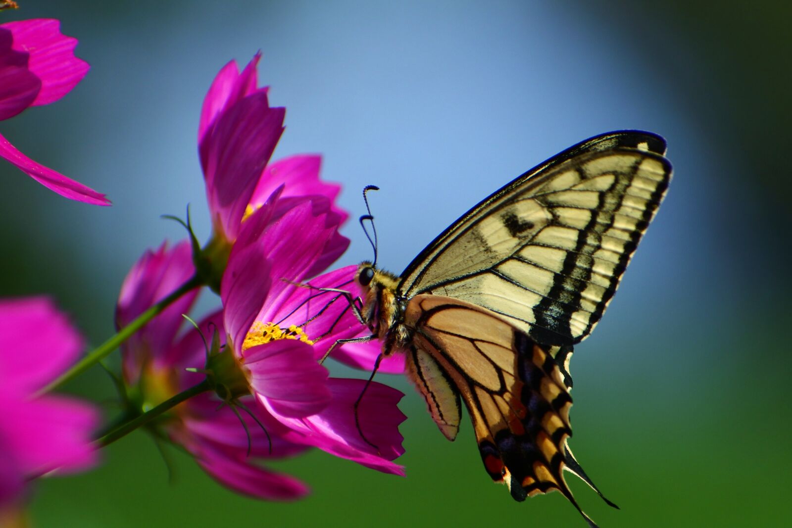 VR 70-300mm f/4.5-6.3G sample photo. Natural, landscape, plant photography