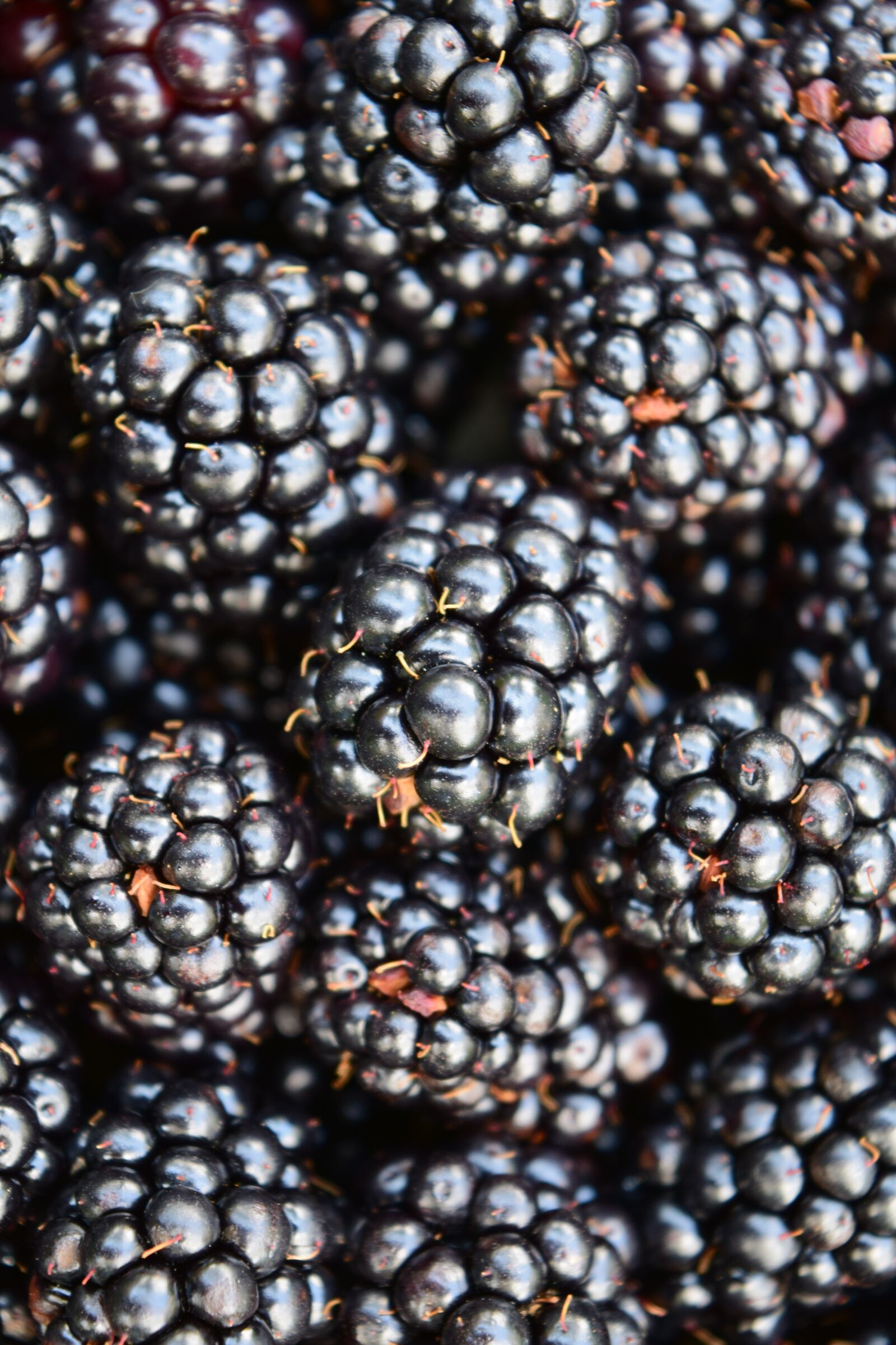 Nikon D3300 sample photo. Blackberries, background, close up photography
