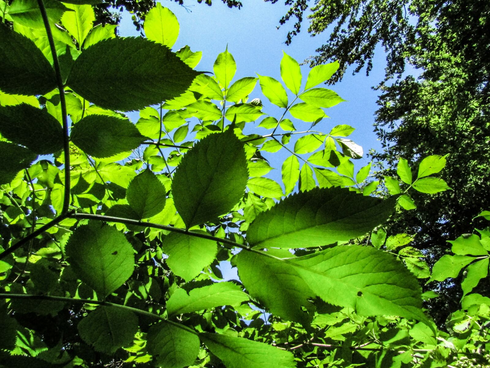 Canon PowerShot SX410 IS sample photo. Leaves, plants, green photography