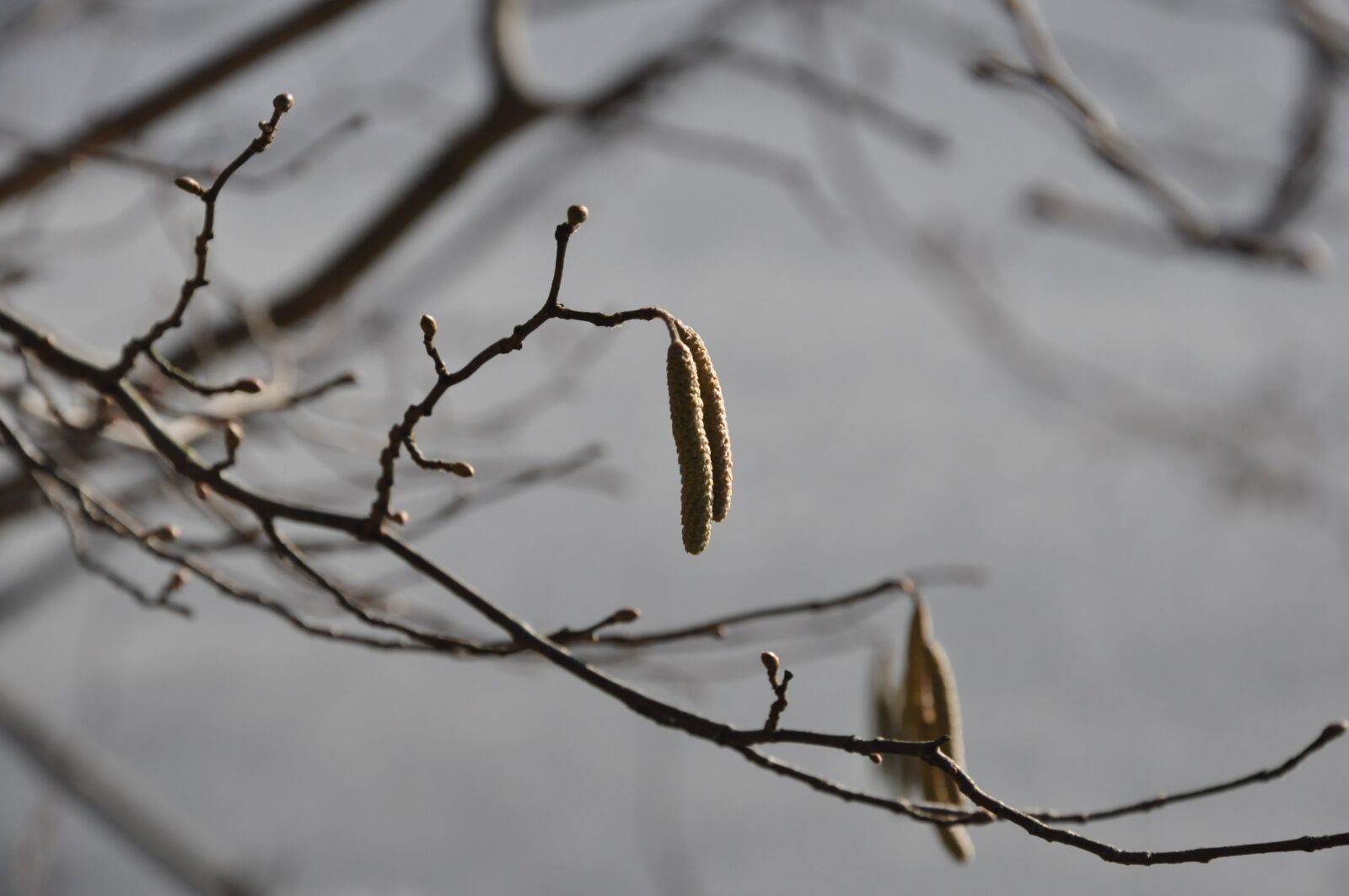 Nikon D90 sample photo. Winter, spring, forest photography