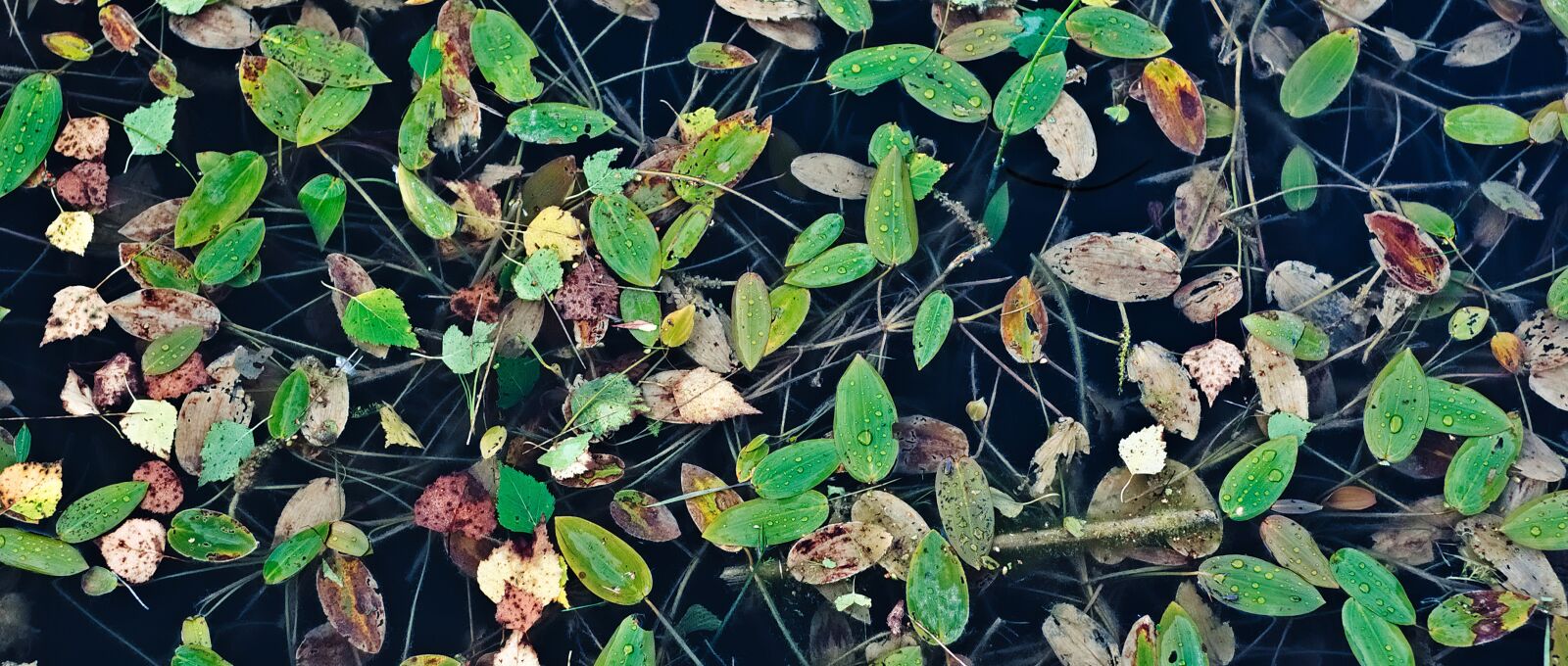 Nikon D90 sample photo. Foliage, invoice, pond photography