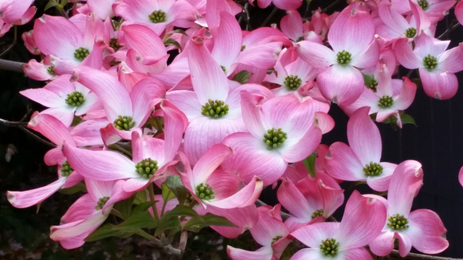 Samsung Galaxy S5 sample photo. Pink flowers, dogwood tree photography