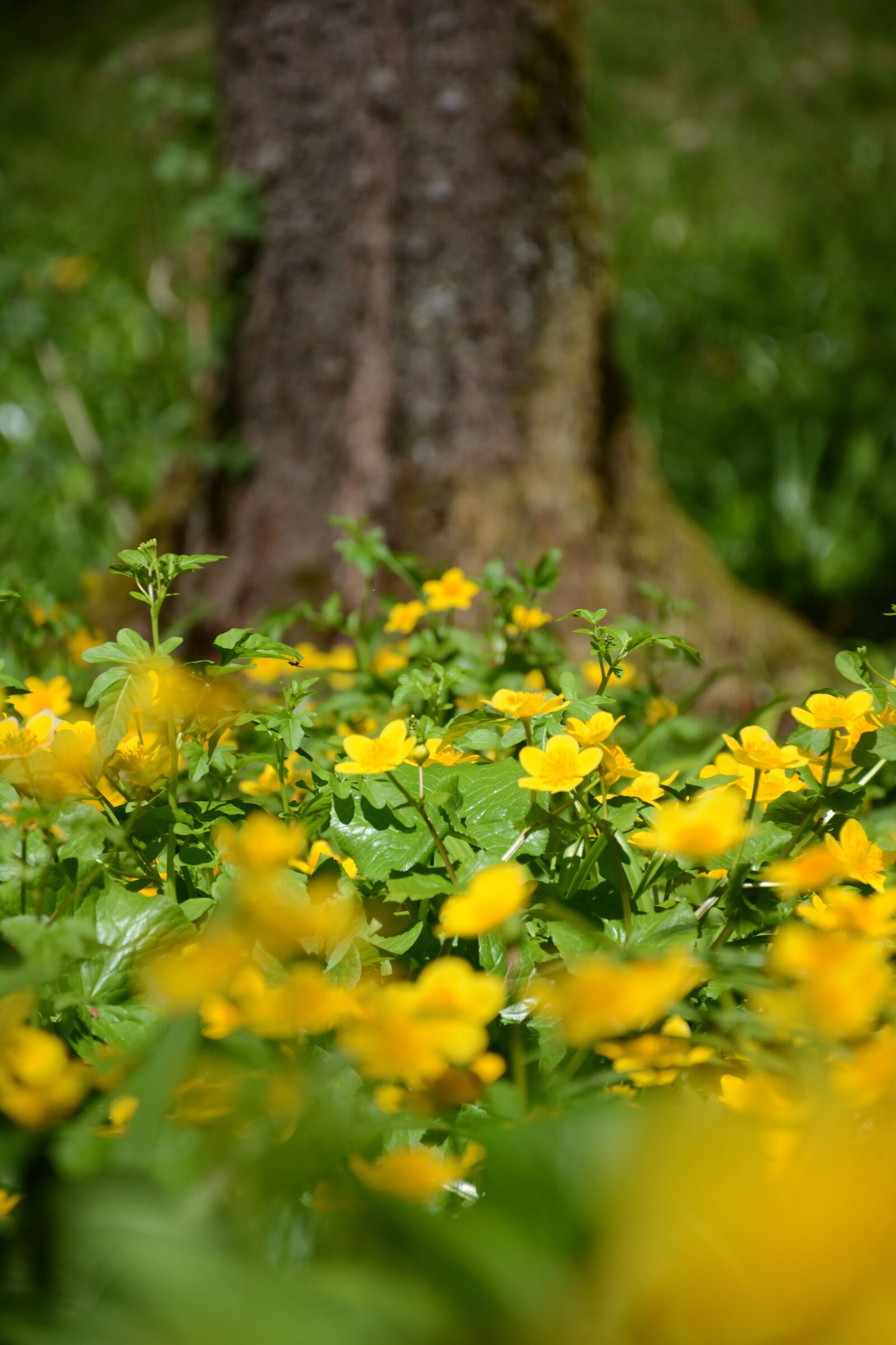 Nikon D7100 sample photo. Yellow flower, forest, greenery photography