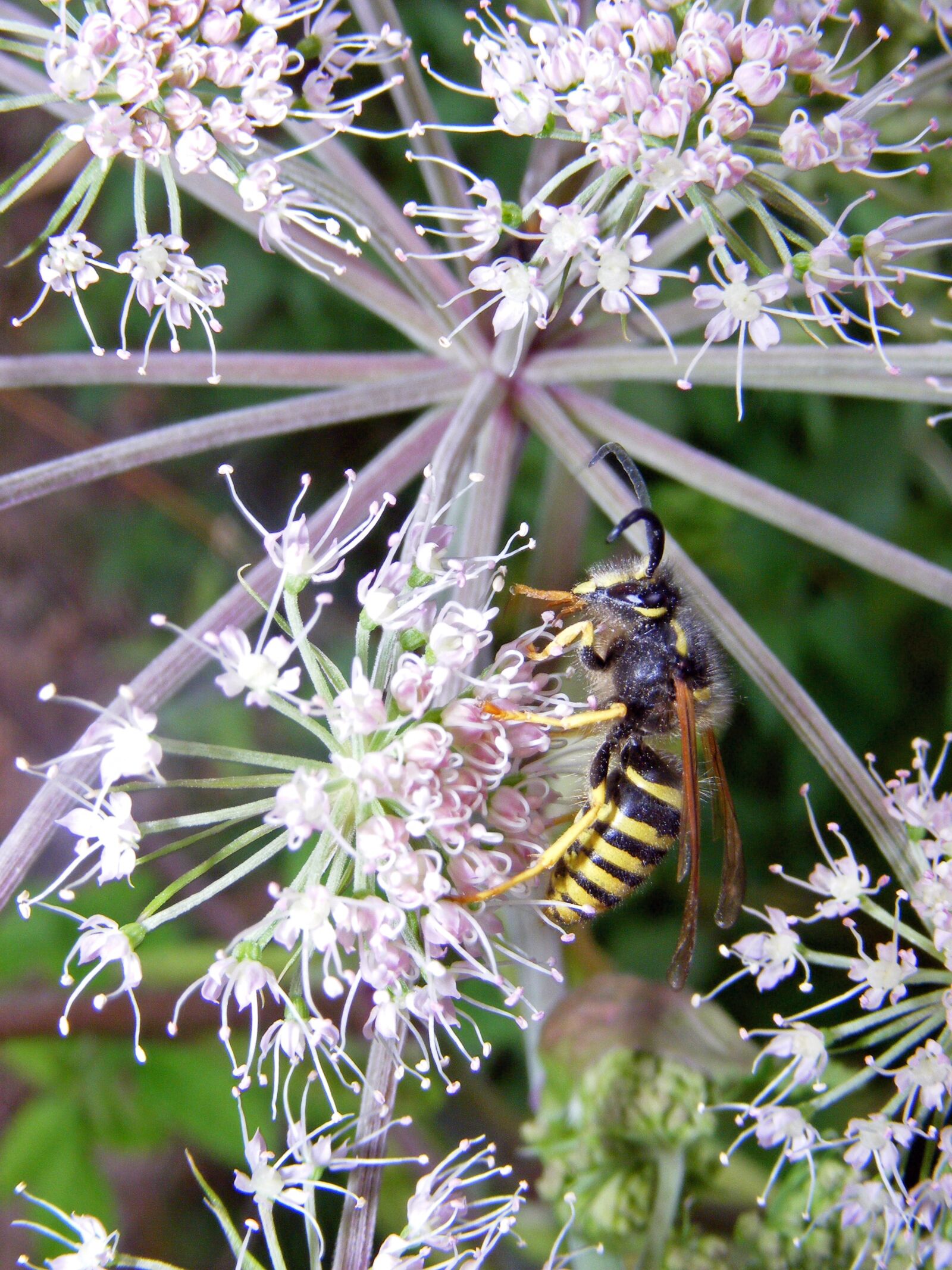 Fujifilm FinePix S5800 S800 sample photo. Insect, flower, plant photography