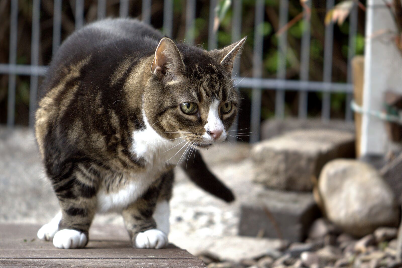 Nikon D5600 sample photo. Cat, mieze, domestic cat photography