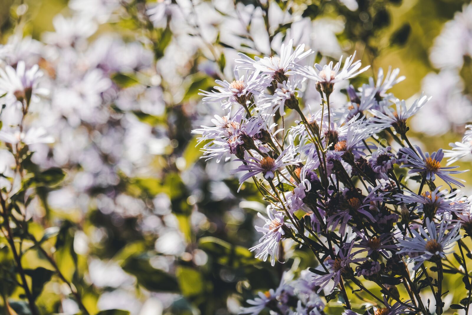 Fujifilm XF 55-200mm F3.5-4.8 R LM OIS sample photo. Aster, composites, flower photography