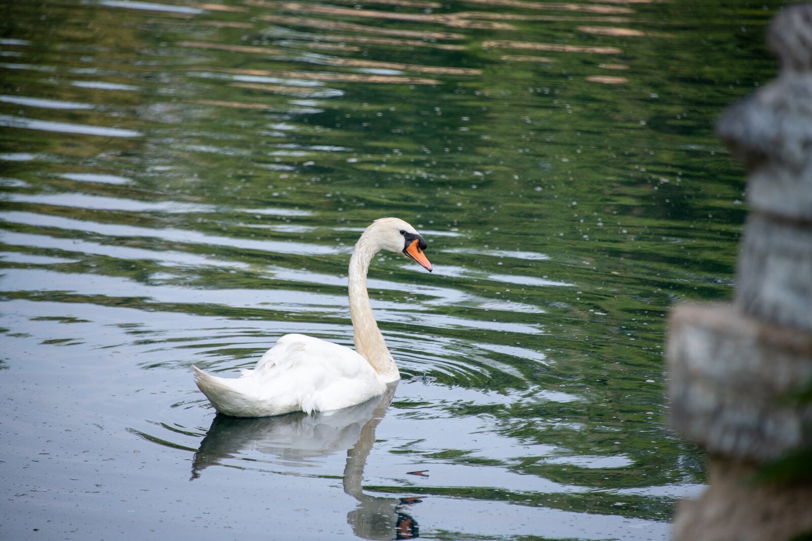 Nikon D850 sample photo. Swan, mute swan, white photography
