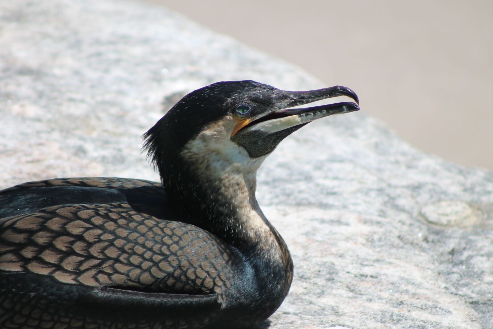 Canon EOS 1100D (EOS Rebel T3 / EOS Kiss X50) sample photo. Cormorant, great cormorant, bird photography