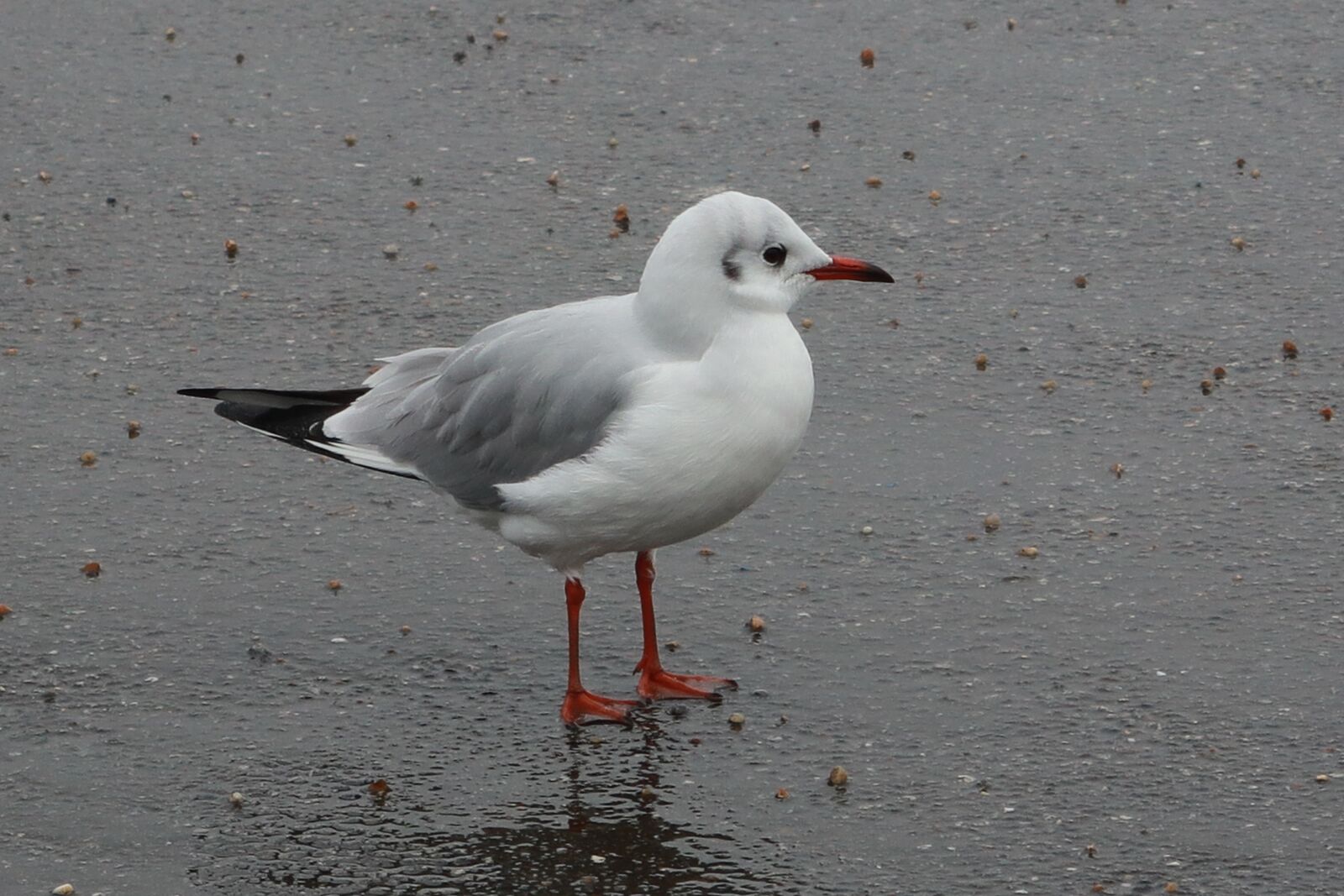 Canon PowerShot G1 X Mark III sample photo. Birds, nature seagull, freedom photography