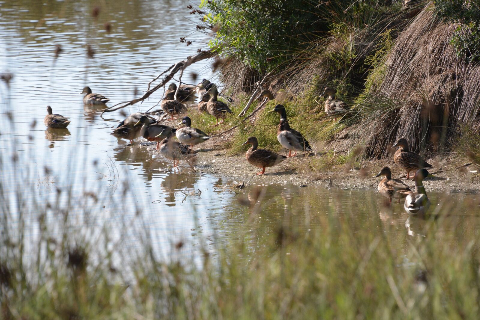 Nikon D600 sample photo. Ducks, nature, albufera photography