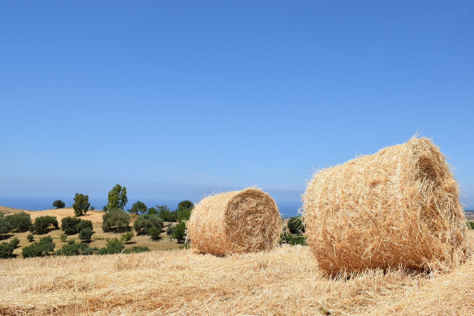 Nikon D3300 sample photo. Straw, hay, dry photography