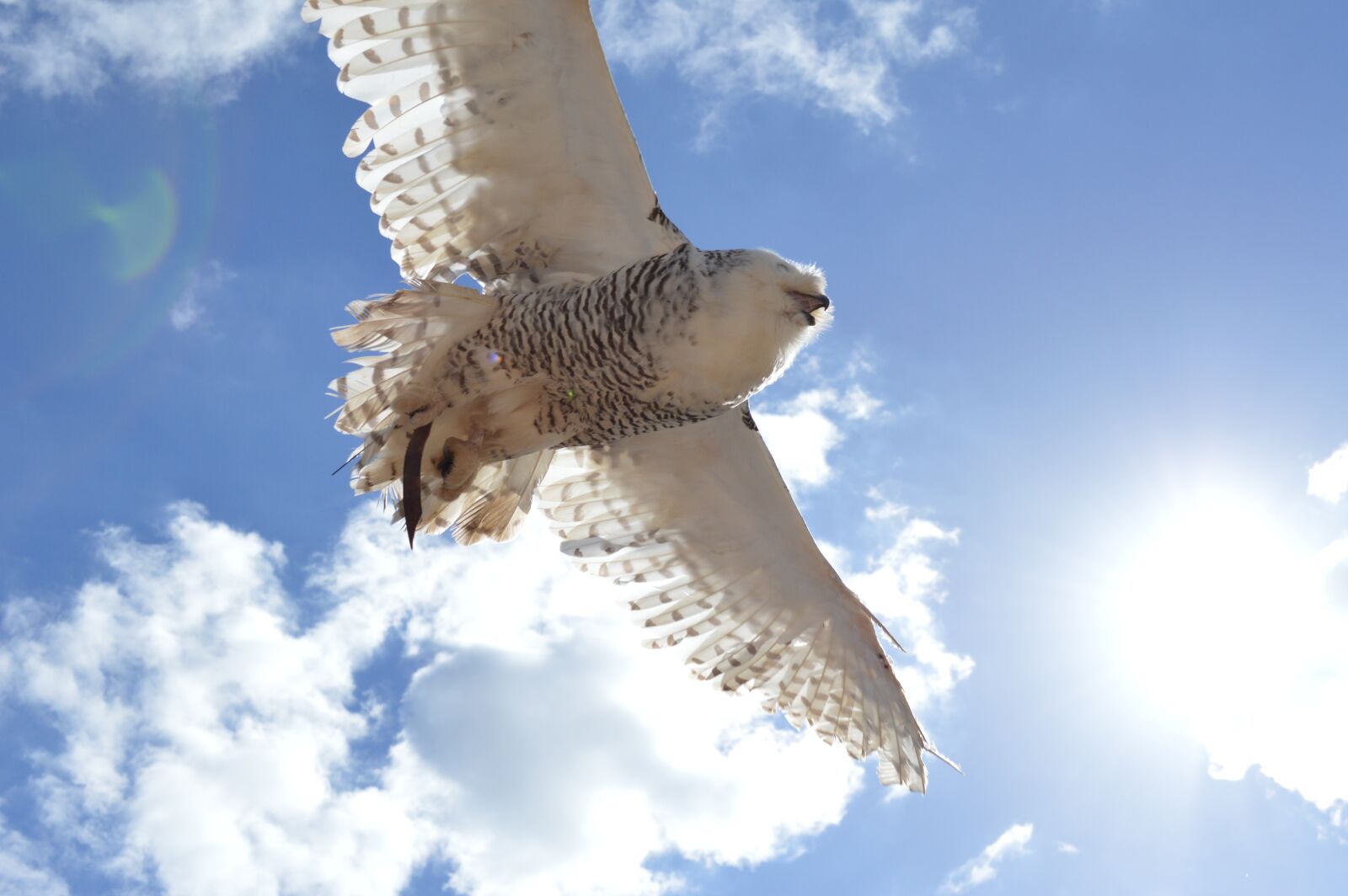 Nikon D3200 sample photo. Owl, heaven, fly photography