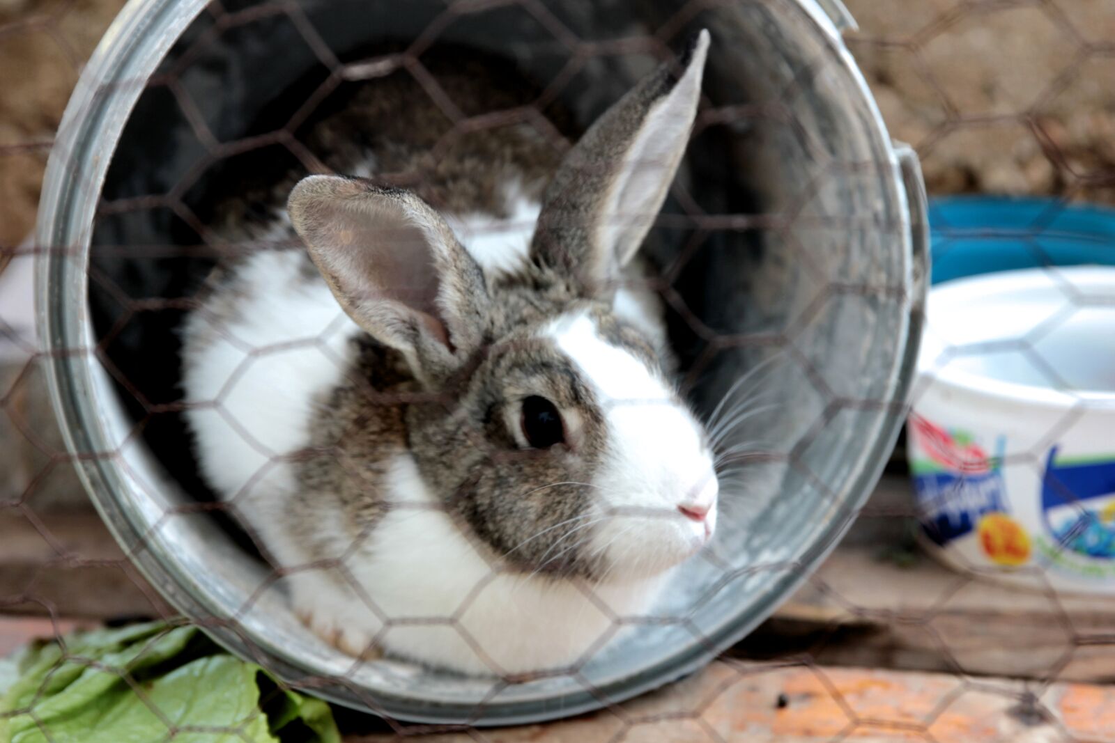 Canon EOS 550D (EOS Rebel T2i / EOS Kiss X4) sample photo. Rabbit, rabbits, cute photography
