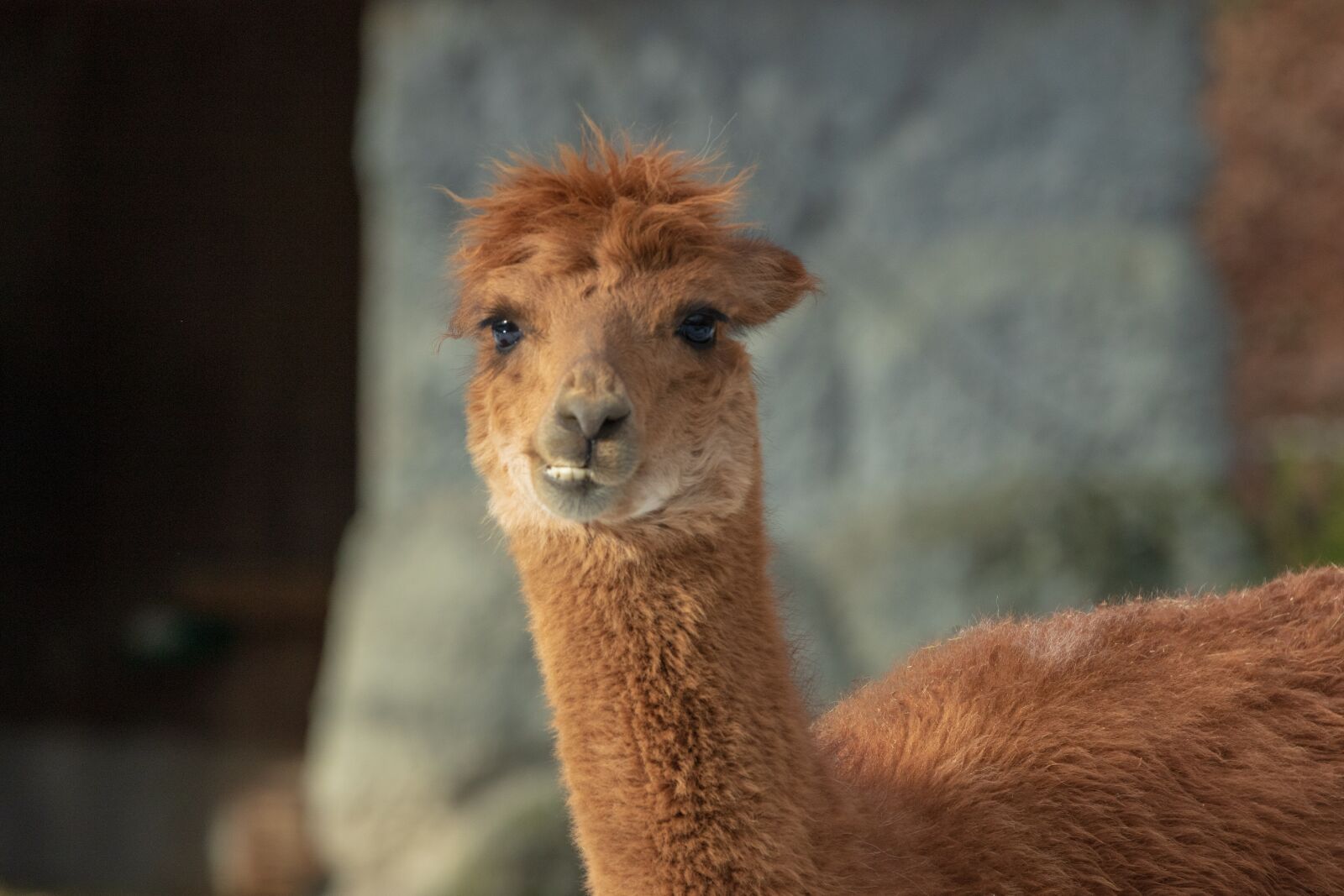 Canon EOS 6D Mark II sample photo. Alpaca, camel, animal photography