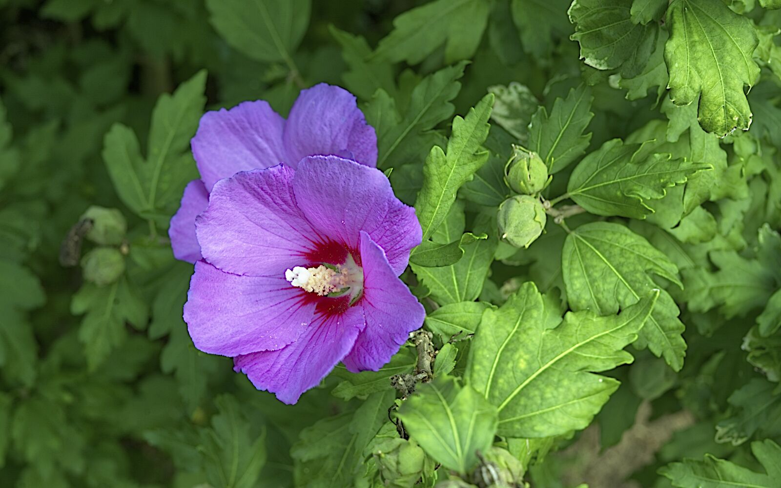 Nikon Z6 sample photo. Flower, flowers, plants photography