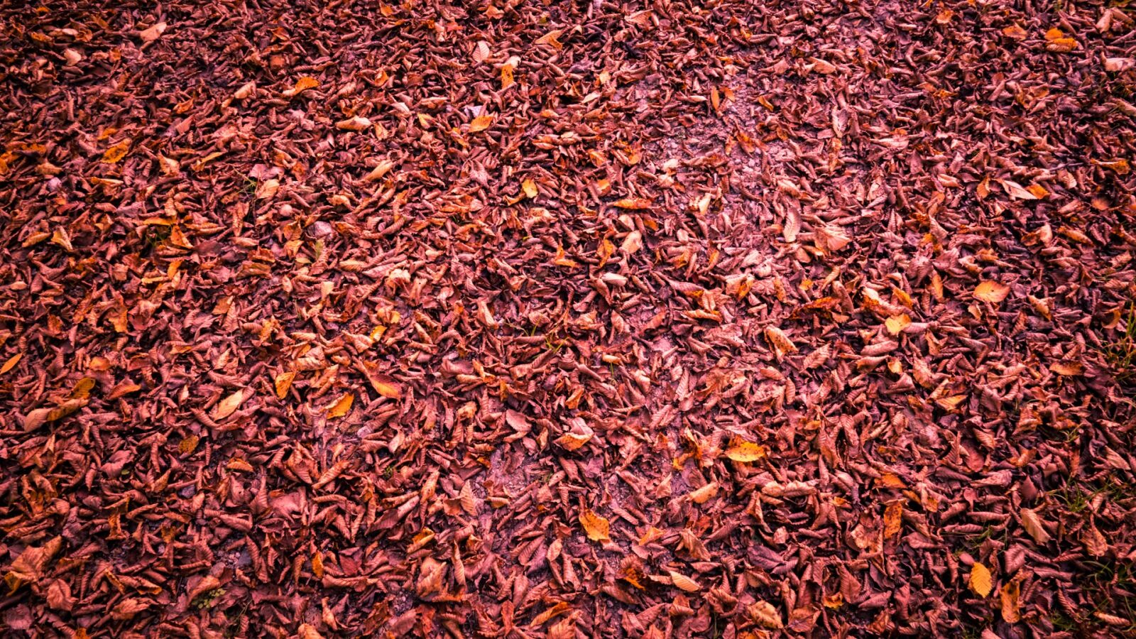 Panasonic Lumix DMC-FZ1000 sample photo. Autumn, wallpaper, leaves photography