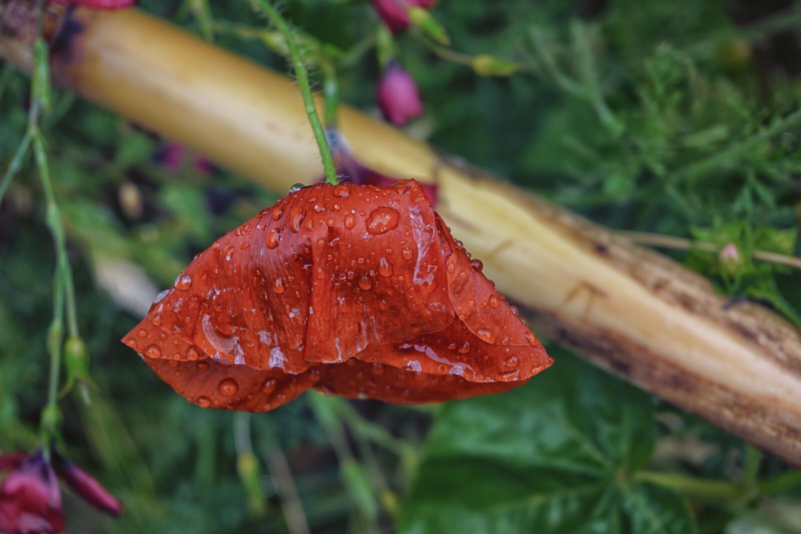 Sony E 16-50mm F3.5-5.6 PZ OSS sample photo. Coquelicot, fleur, flore, gouttes photography