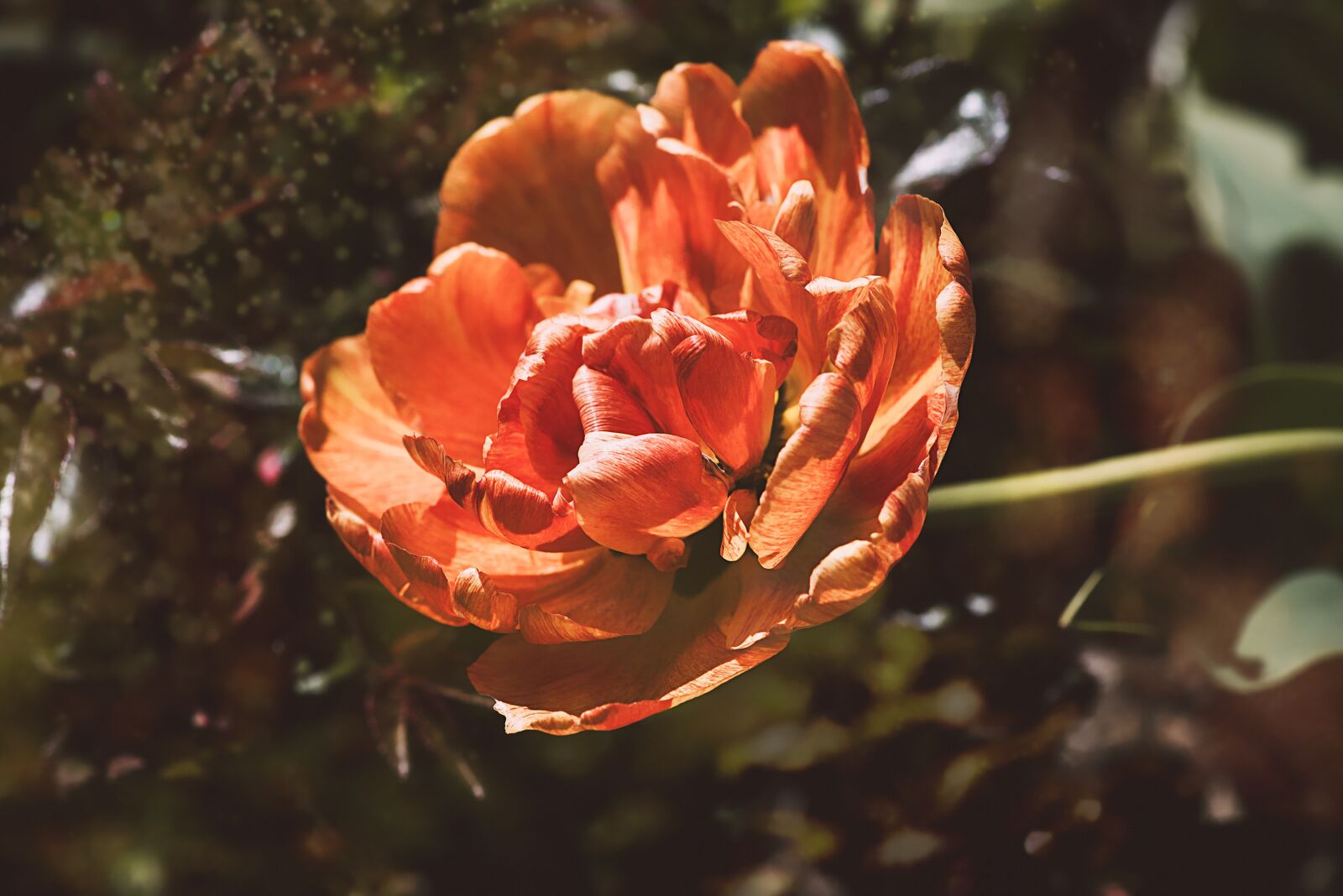 Nikon D750 sample photo. Tulip, flower, orange photography
