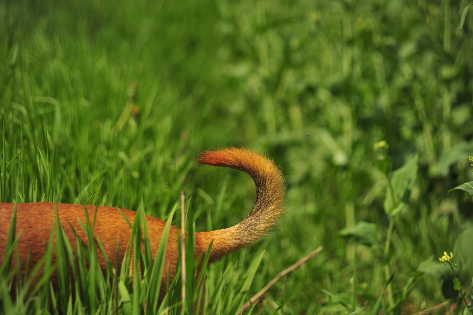 Nikon D700 sample photo. Tail, green, nature photography