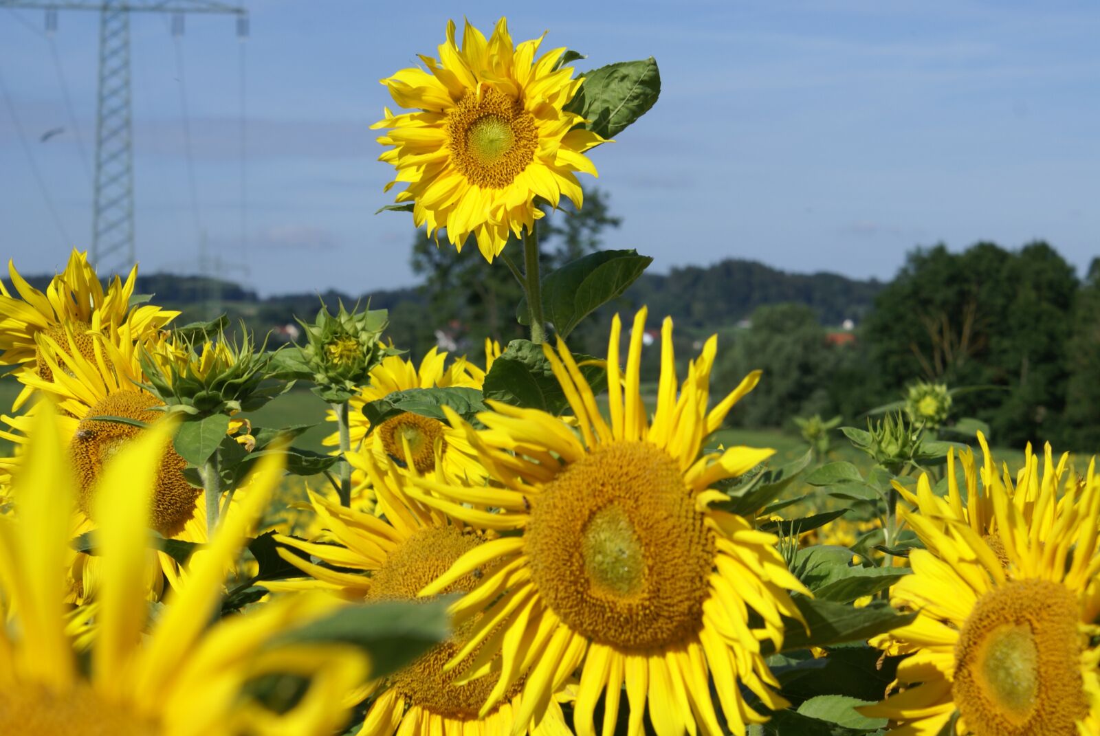 Sony Alpha DSLR-A100 sample photo. Sunflower, current, sky photography
