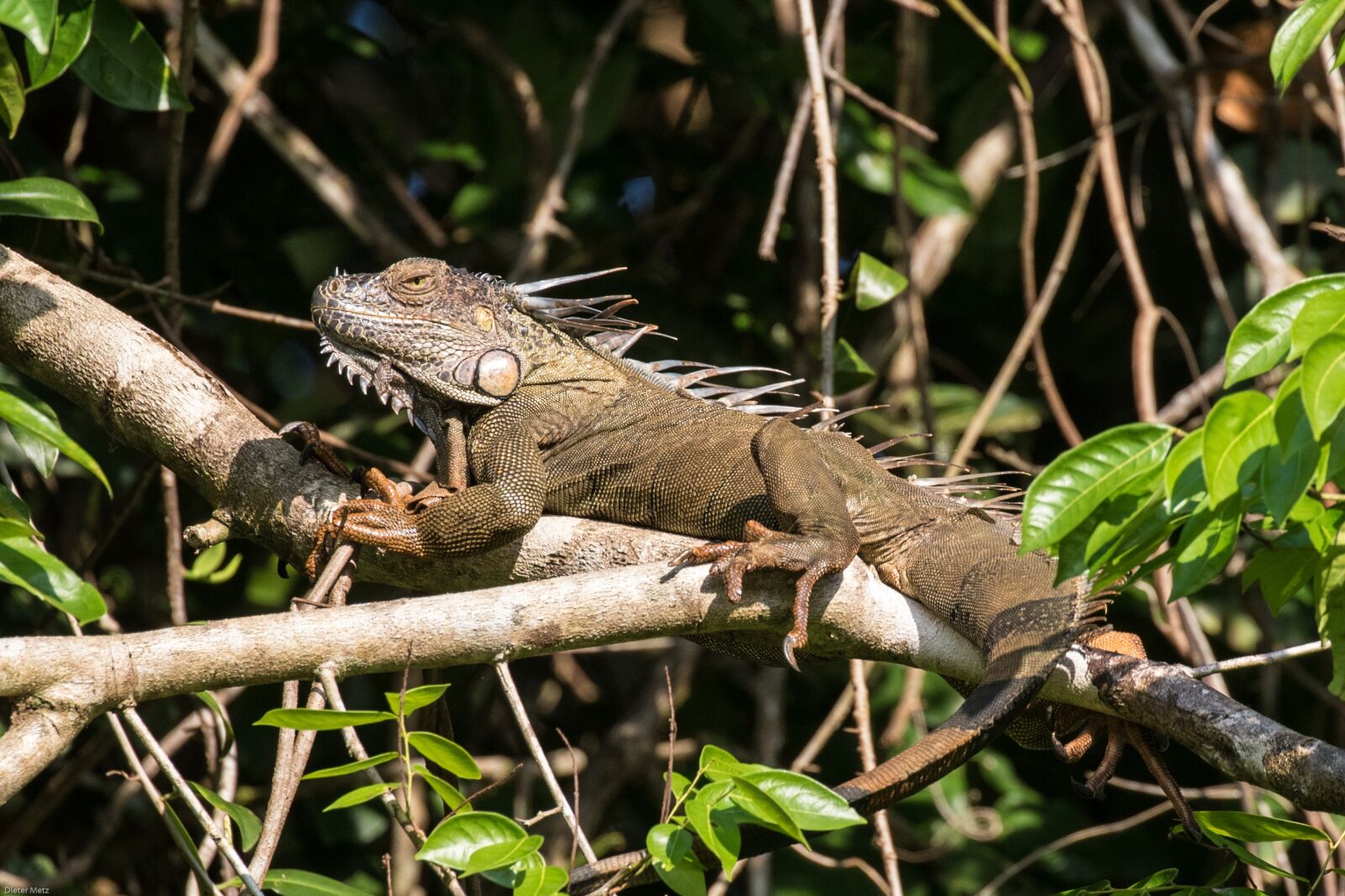 Canon EOS 7D Mark II sample photo. Iguana, tropics, rainforest photography