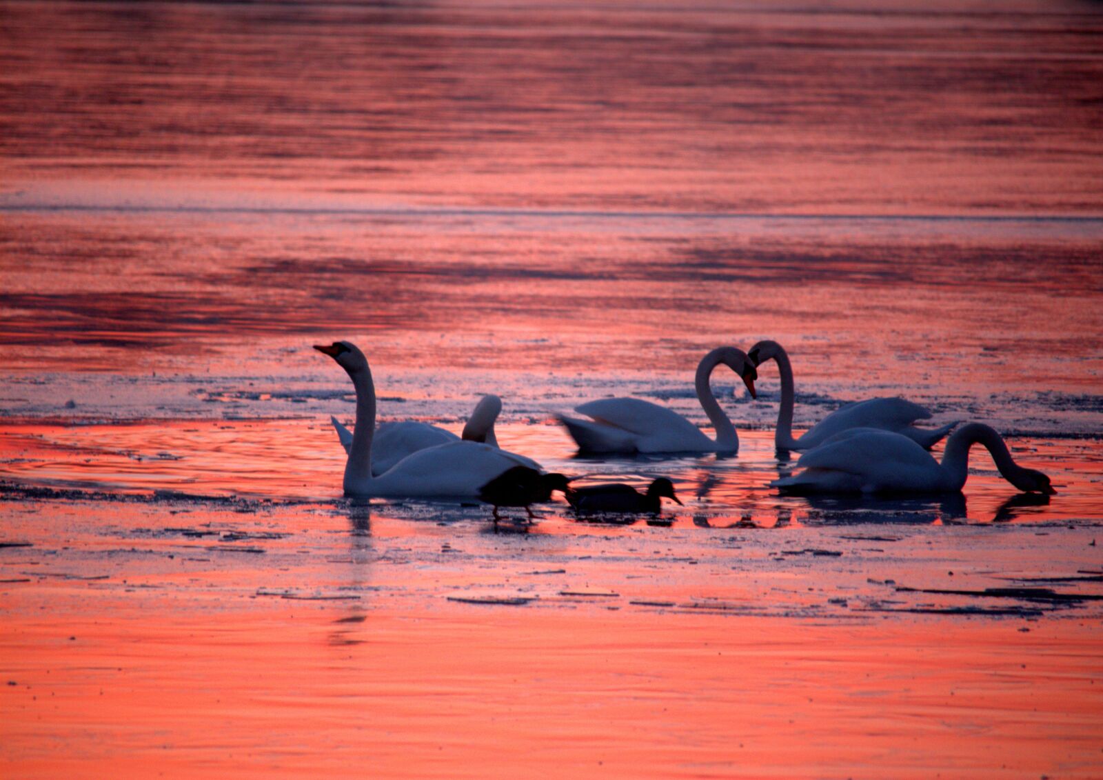 Canon EOS 1200D (EOS Rebel T5 / EOS Kiss X70 / EOS Hi) sample photo. Swan, animals, white photography