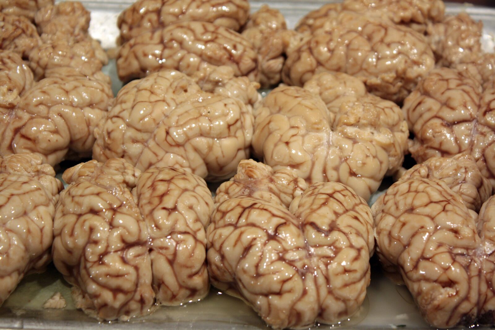 Canon EOS 1000D (EOS Digital Rebel XS / EOS Kiss F) sample photo. Brains, disgusting, organ photography
