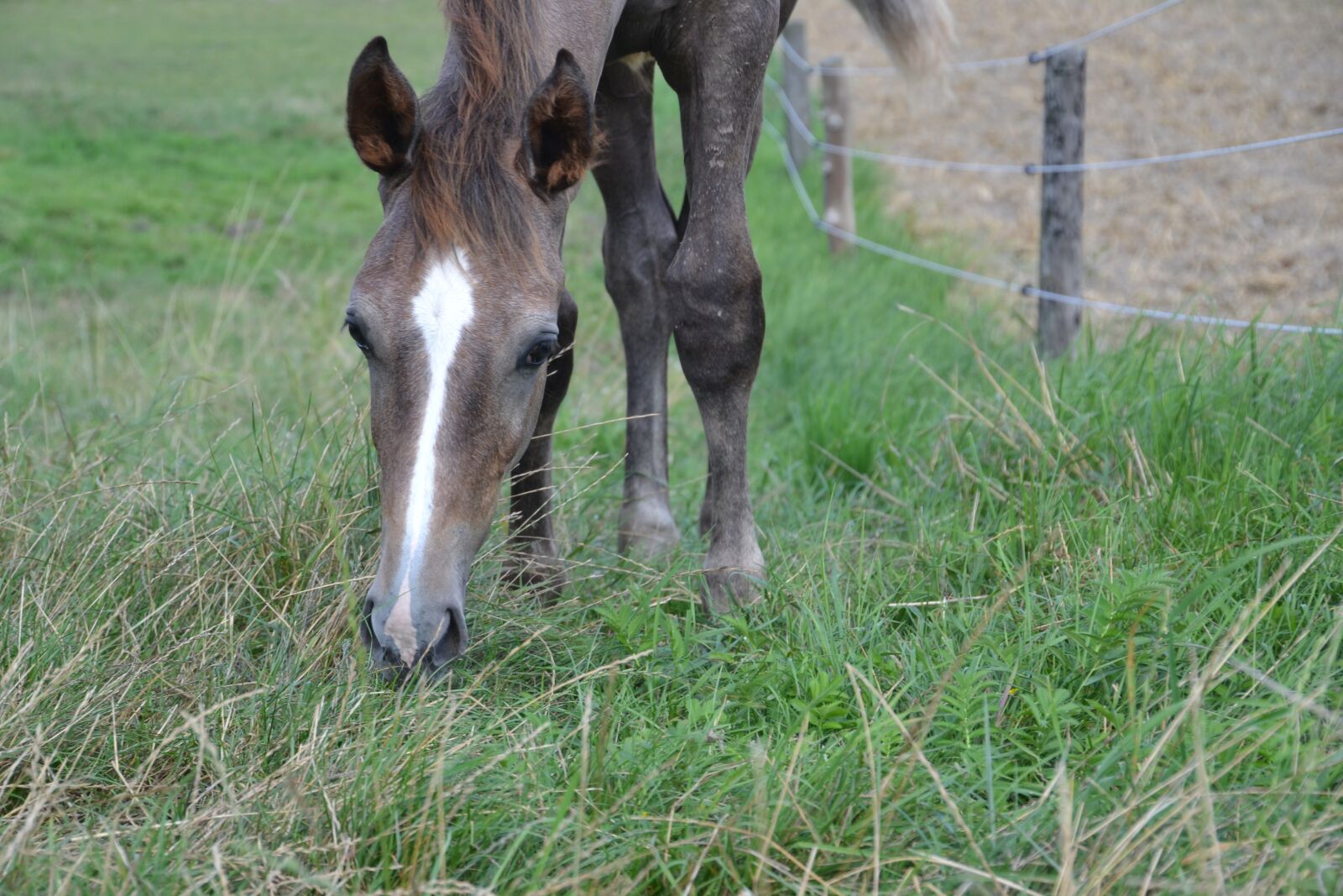 Nikon D3100 sample photo. Foal, horse, young animal photography