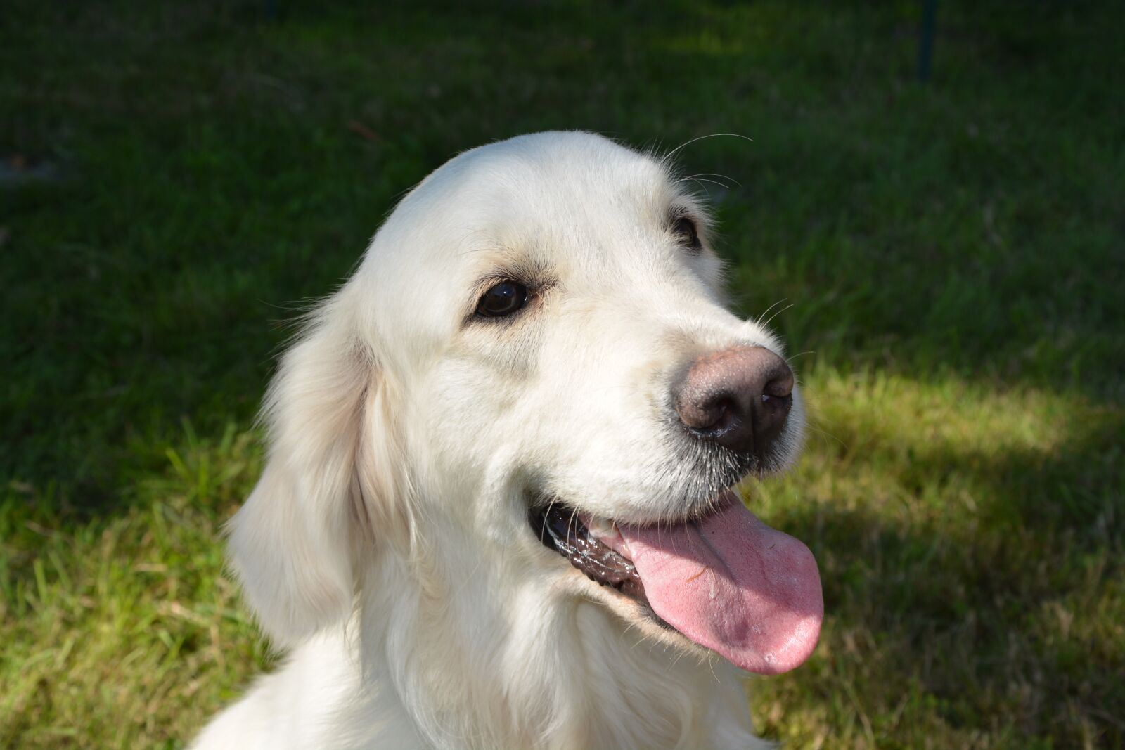 Nikon D5200 sample photo. Dog, bitch golden, dog photography