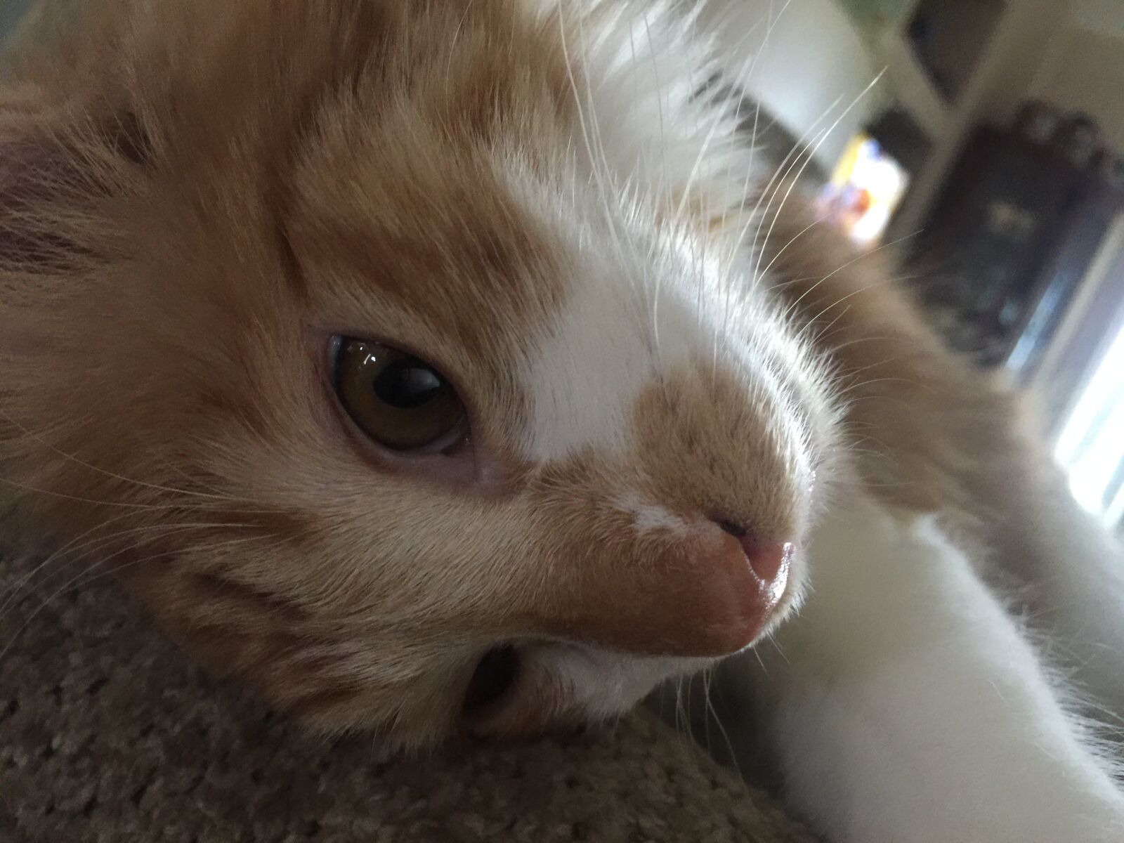 iPhone 6 Plus back camera 4.15mm f/2.2 sample photo. Waking, face, cat photography