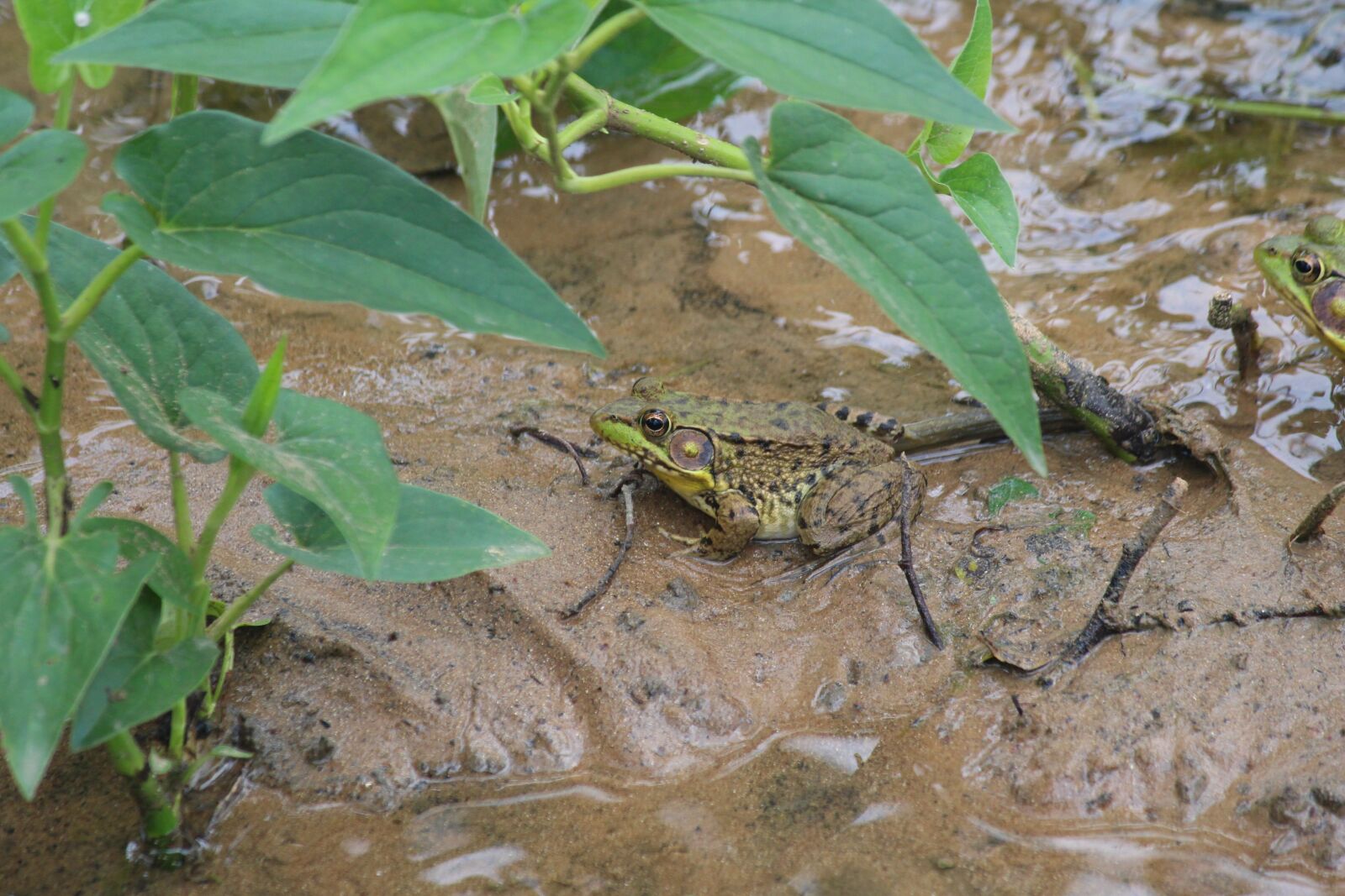 Canon EF-S 55-250mm F4-5.6 IS sample photo. Frog, water, amphibian photography