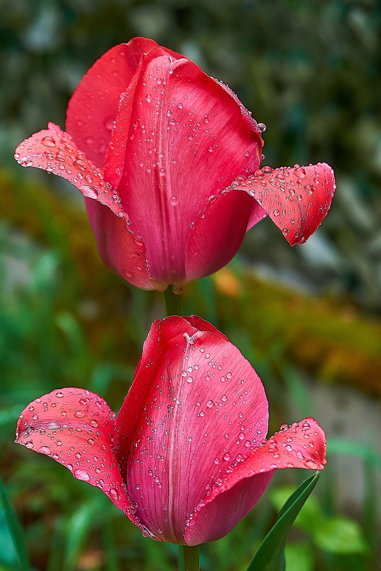 Sony a6000 sample photo. Tulip, tulpenbluete, bud photography