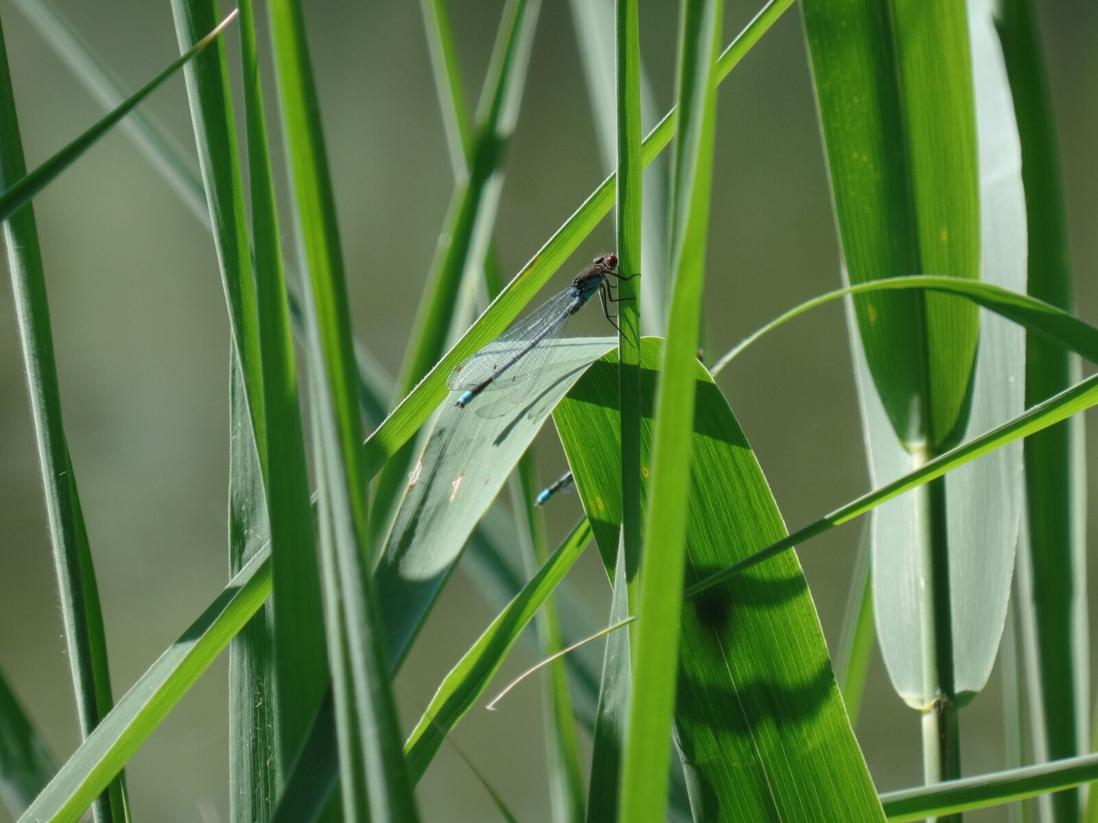 Samsung WB350F/WB351F/WB352F sample photo. Dragonfly, nature, insect photography