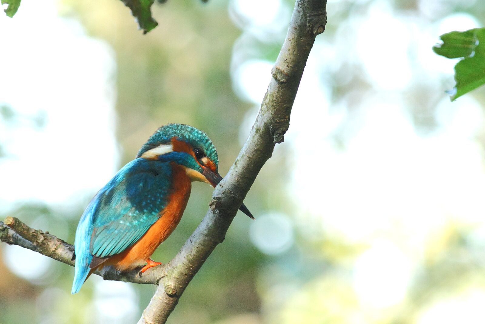 Canon EOS 7D sample photo. Kingfisher, bird, wild photography