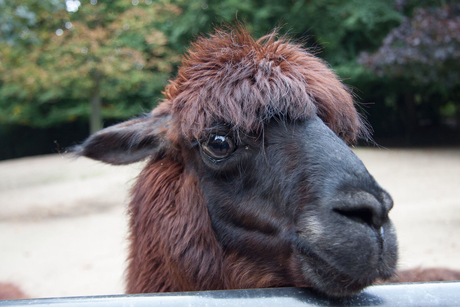 Canon EF-S 17-85mm F4-5.6 IS USM sample photo. Alpaca, animal portrait, attention photography