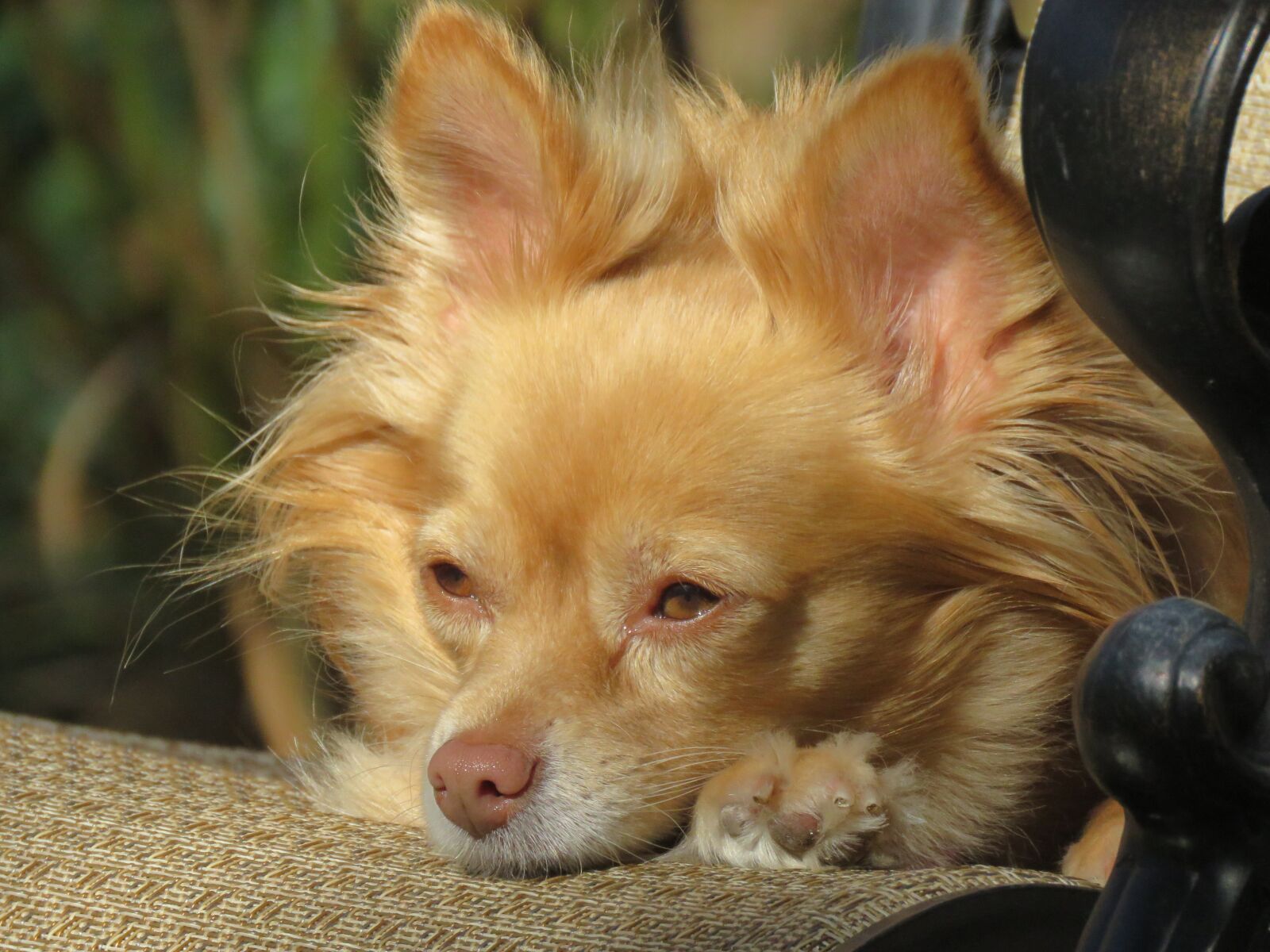 Canon PowerShot SX60 HS sample photo. Animal, dog, pet photography