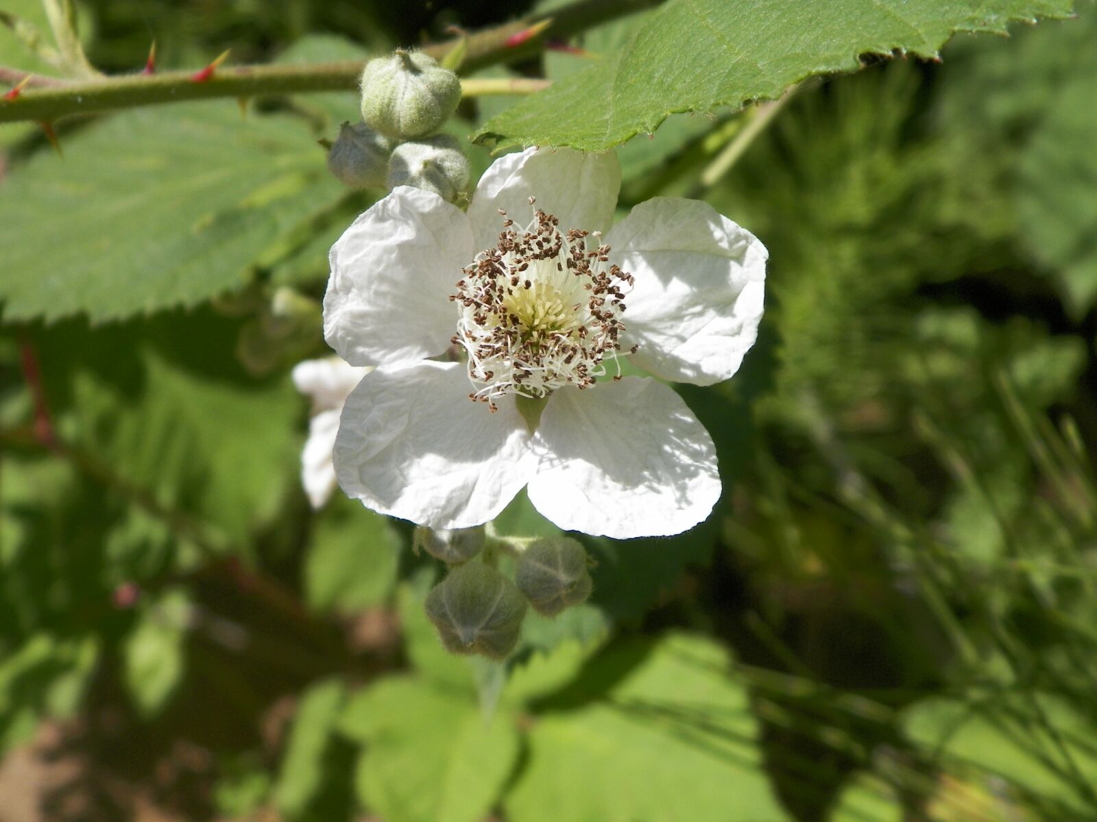 Kodak EASYSHARE Z5010 DIGITAL CAMERA sample photo. Black berries, flower, black photography