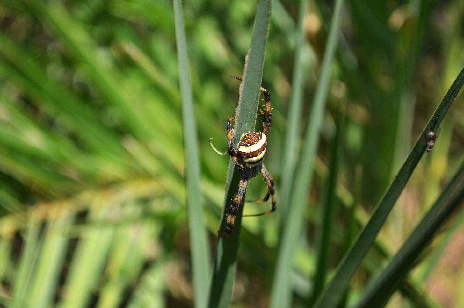 Nikon D5100 sample photo. Insect, spider, grass, arthropod photography