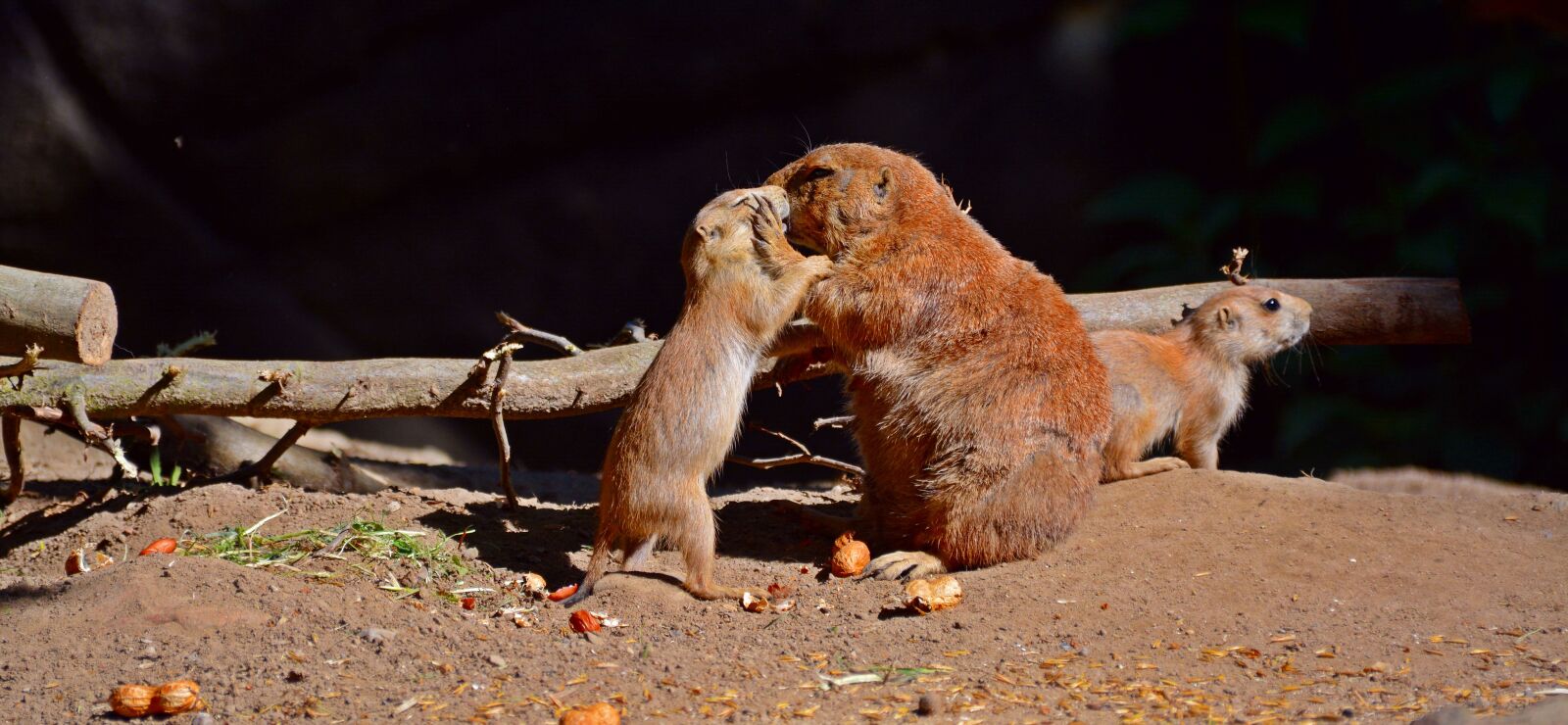 Nikon D5200 sample photo. Prairie dog, animal, rodents photography