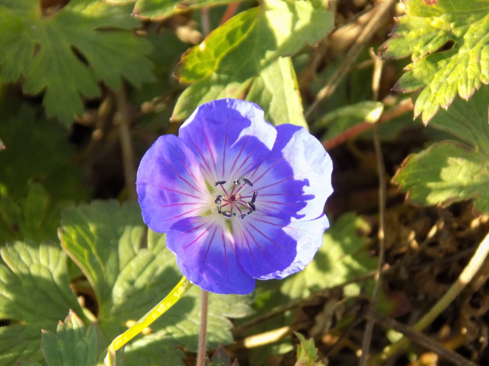 Nikon COOLPIX L340 sample photo. Cranesbill, geraniaceae, geranium photography