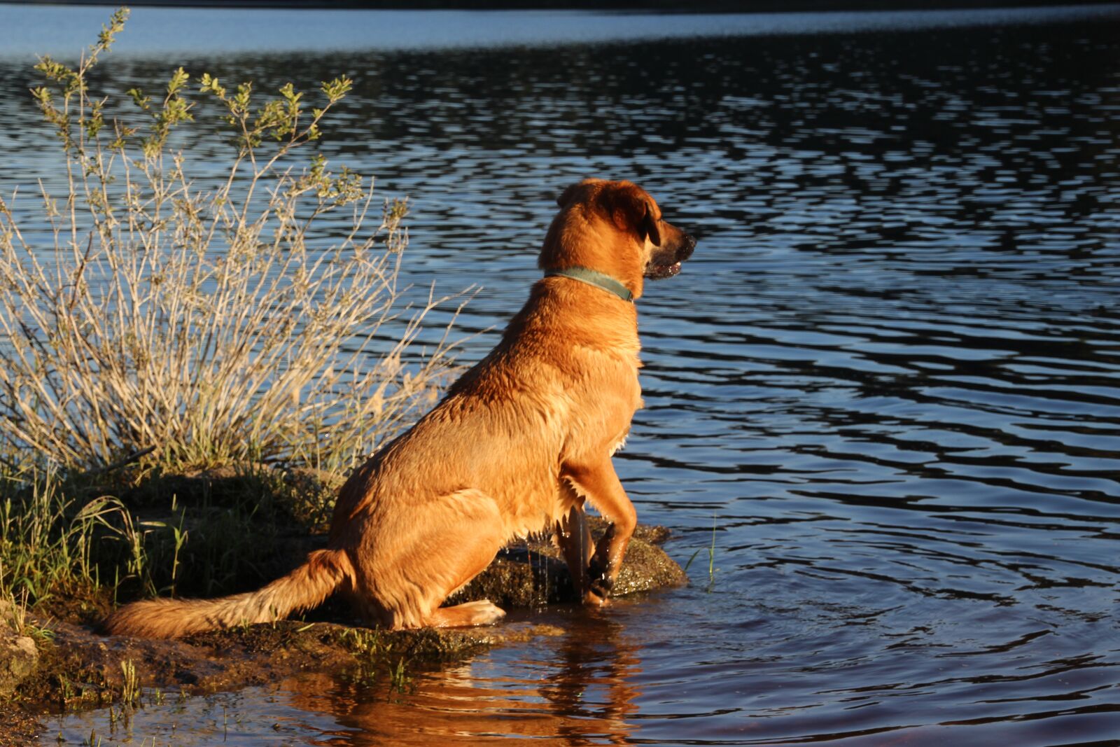 Canon EOS 700D (EOS Rebel T5i / EOS Kiss X7i) sample photo. Dog, water, sitting photography