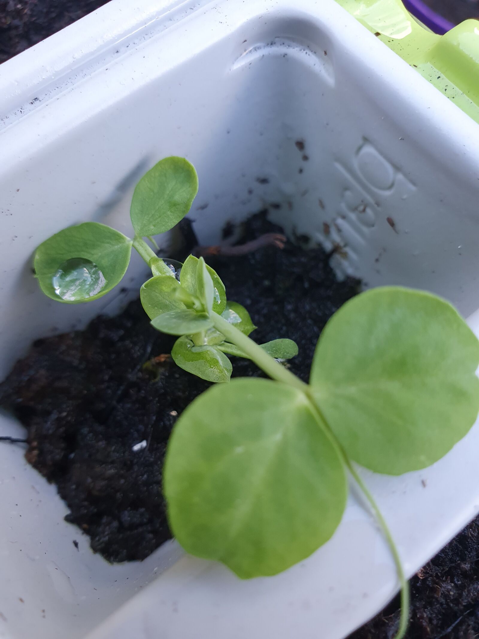 Samsung Galaxy S10 sample photo. Green peas, just add photography