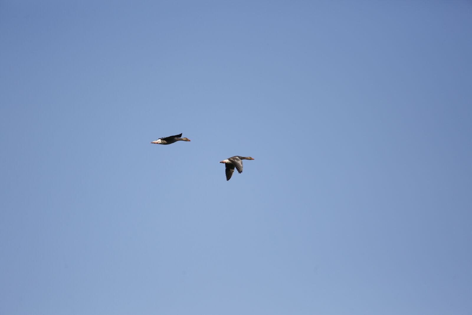 Canon EF 100-400mm F4.5-5.6L IS USM sample photo. Ducks in flight, sky photography
