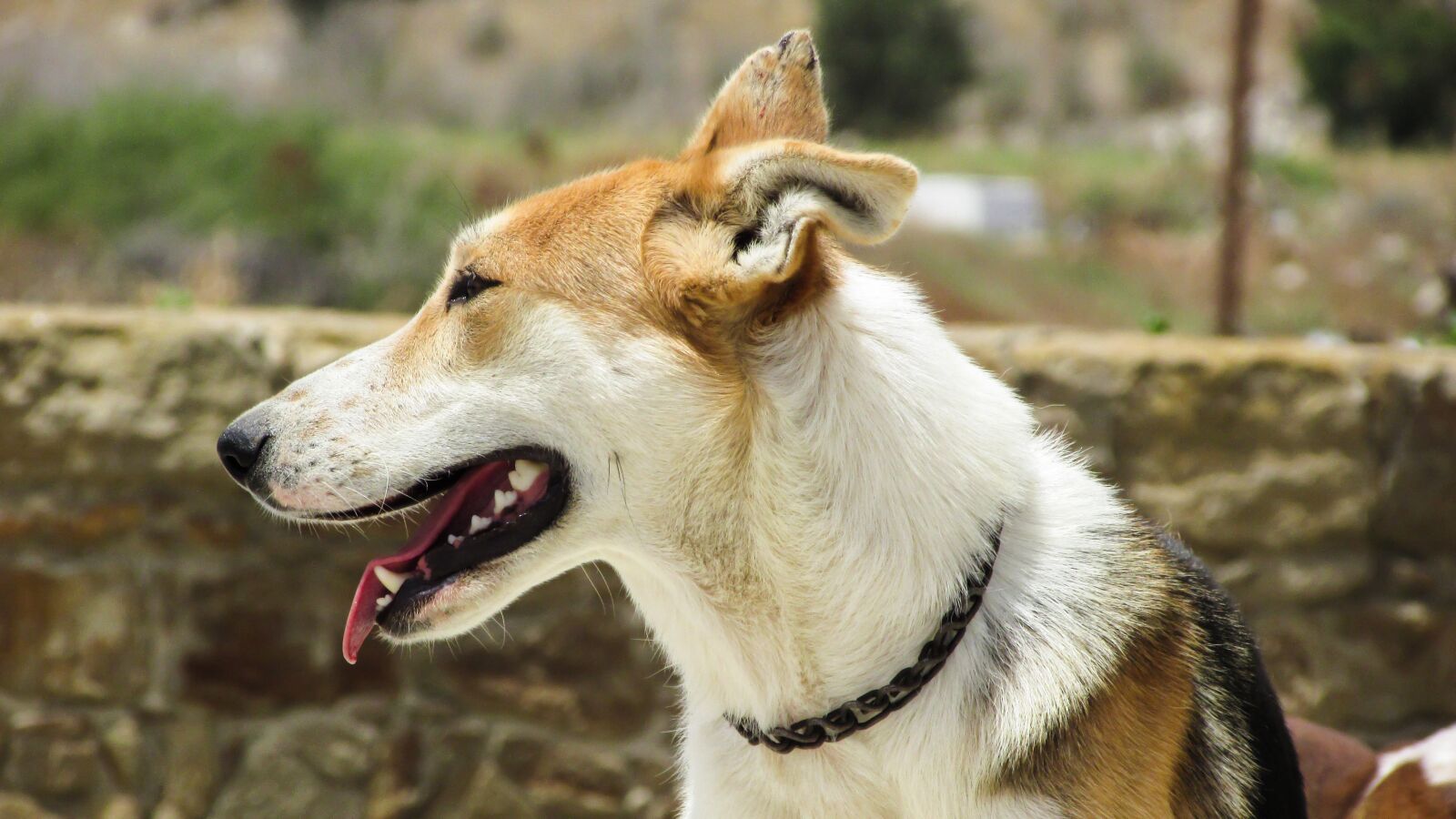 Canon PowerShot SX400 IS sample photo. Dog, looking, animal photography
