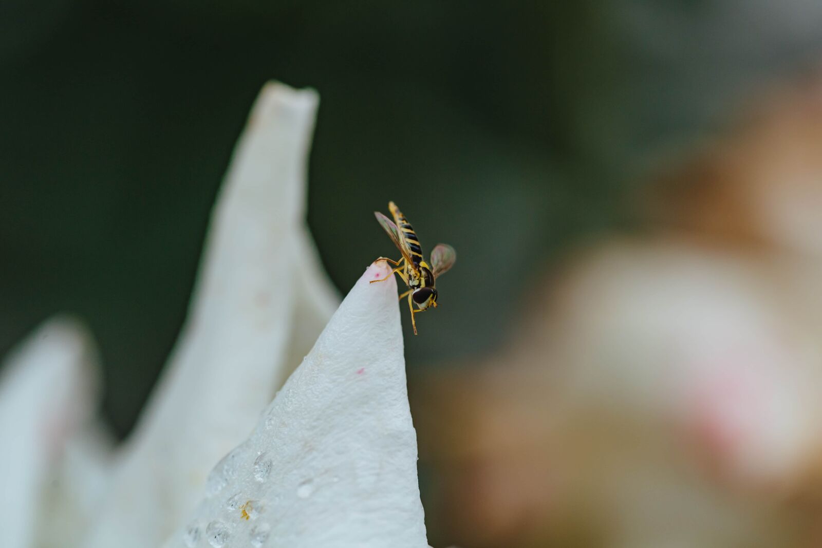 Canon EF 100mm F2.8 Macro USM sample photo. Vertical, wasp, white flower photography